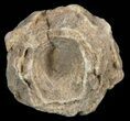 Flower-Like Sandstone Concretion - Pseudo Stromatolite #62210-1